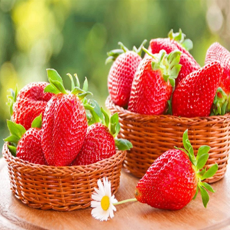 Semienka jahôd pre všetky sezóny🍓