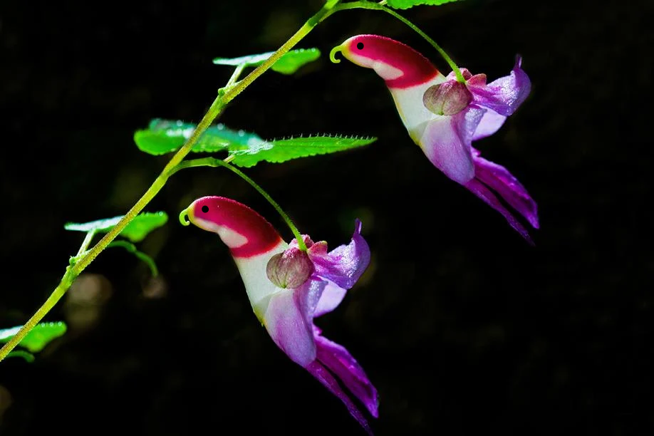 🦜Semienka papagájovej orchideje 🦜 Jednoduché na pestovanie