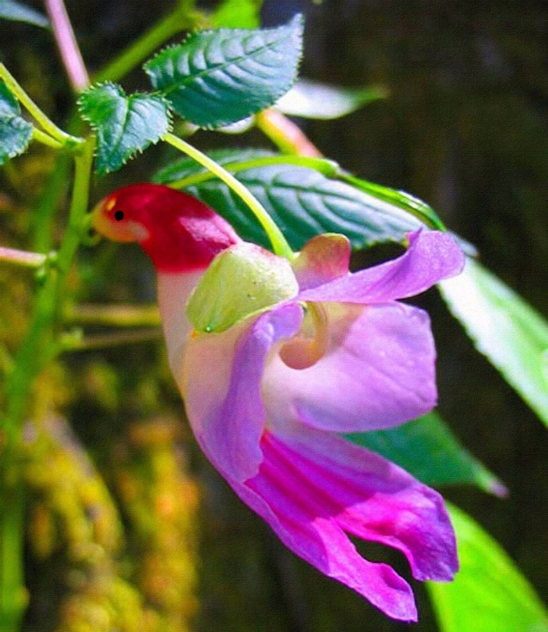 🦜Semienka papagájovej orchideje 🦜 Jednoduché na pestovanie