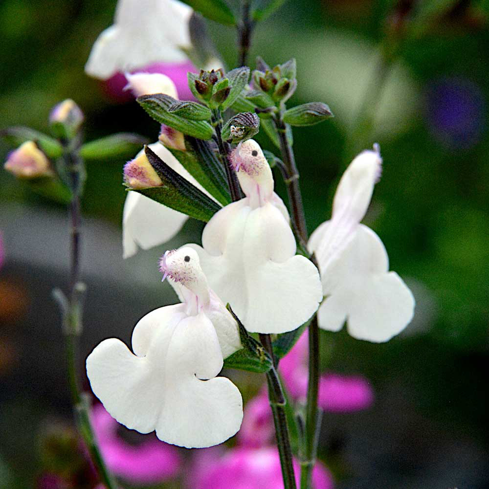 🦜🦜🎁Salvia microphylla 'Hot Lips'