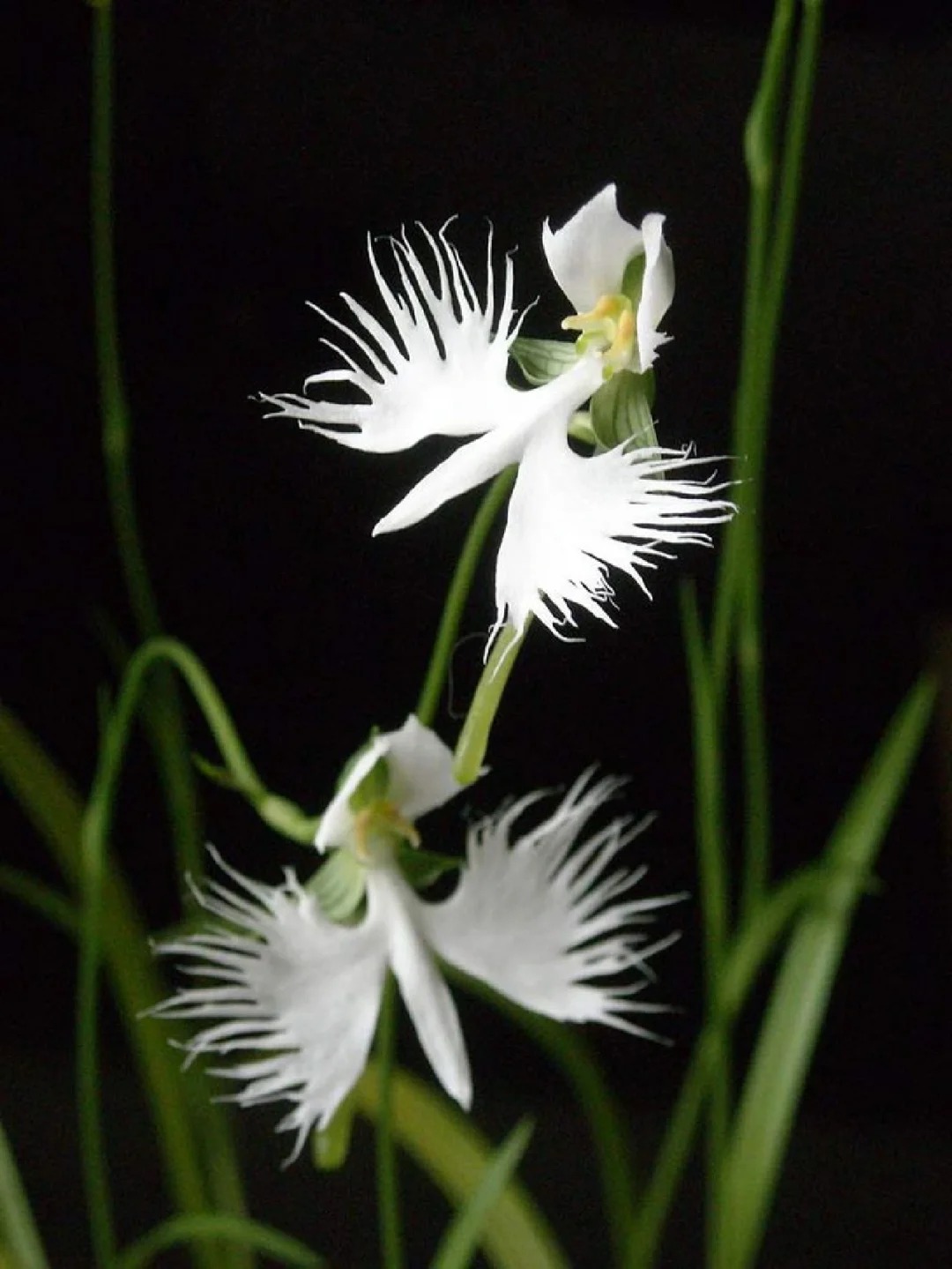 White Dove/Egret Flower Seeds