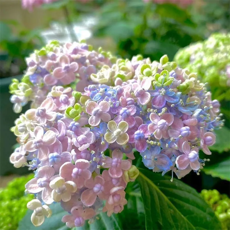 🌷Семена на многогодишна градинска хортензия