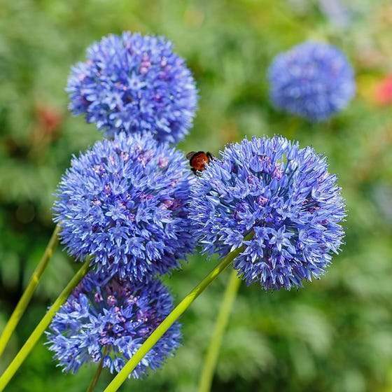 Градински открит гигантски Allium Giganteum красиви цветни семена бонсай семена за растения