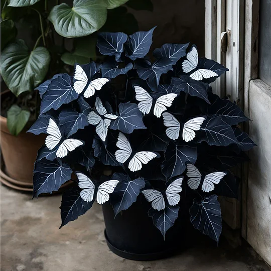 🦋Semená begónie Moon Butterfly – ľahko sa pestujú