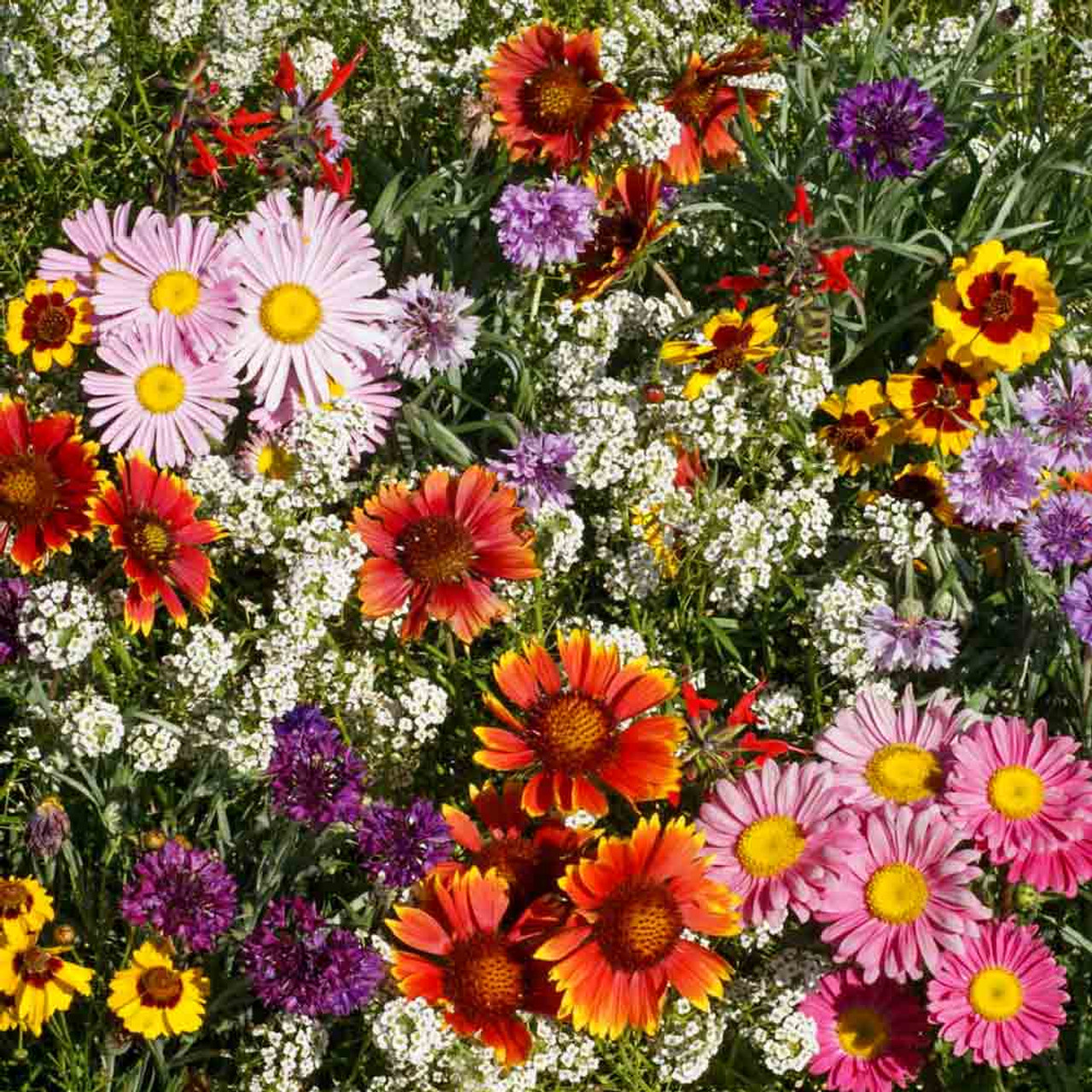 💐Viacfarebné semienka