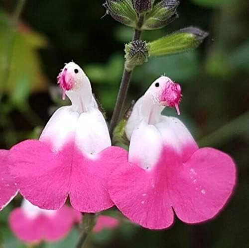 🦜🦜🎁Salvia microphylla 'Hot Lips'