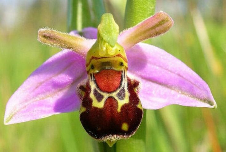 Редките семена Ophrys Apifera (🐝Смееща се пчелна орхидея)
