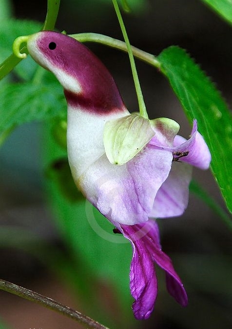 🦜Semienka papagájovej orchideje 🦜 Jednoduché na pestovanie