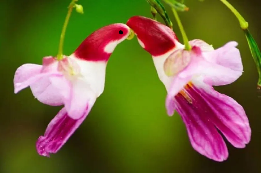 🦜Semienka papagájovej orchideje 🦜 Jednoduché na pestovanie