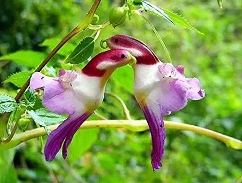 🦜Semienka papagájovej orchideje 🦜 Jednoduché na pestovanie
