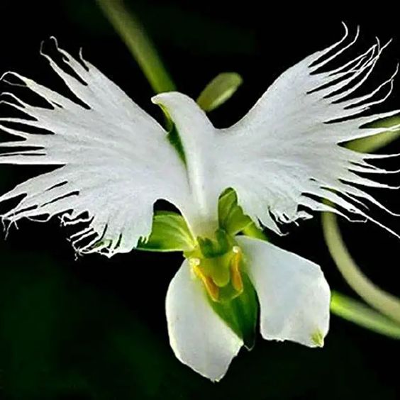 White Dove/Egret Flower Seeds