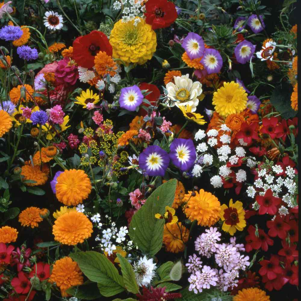💐Viacfarebné semienka