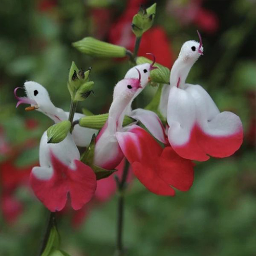 🦜🦜🎁Salvia microphylla 'Hot Lips'