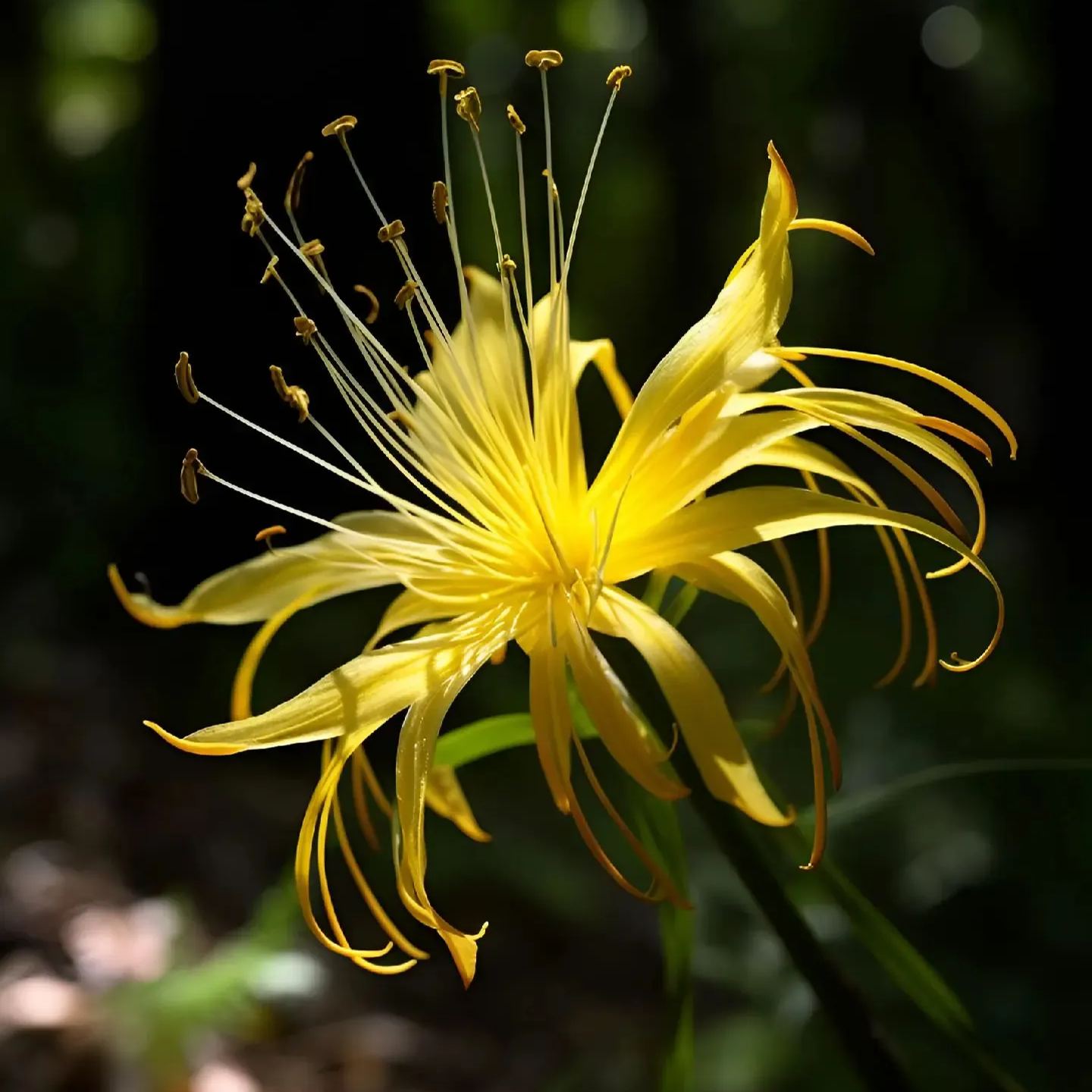 🕷️Луковици от паяжиновидната лилия - многоцветни🌈