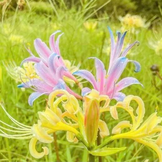 🕷️Луковици от паяжиновидната лилия - многоцветни🌈
