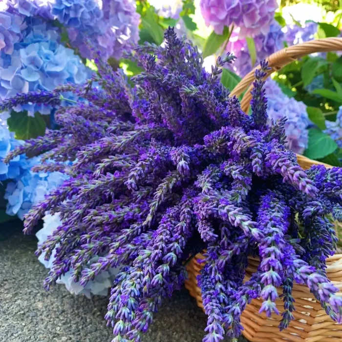 💐Levanduľové semienka
