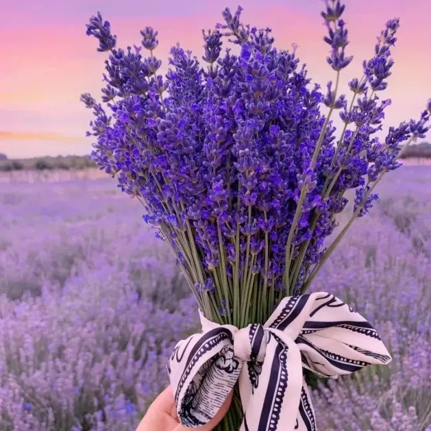 💐Levanduľové semienka