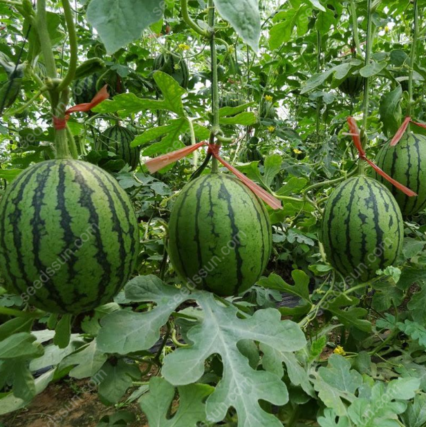 Семена от диня за всички сезони