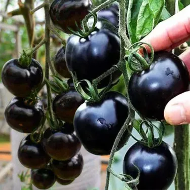 🍅 Ντομάτες „Μαύρο Διαμάντι“ – γλυκές, σκοτεινές και πλούσιες σε αντιοξειδωτικά! 🌱