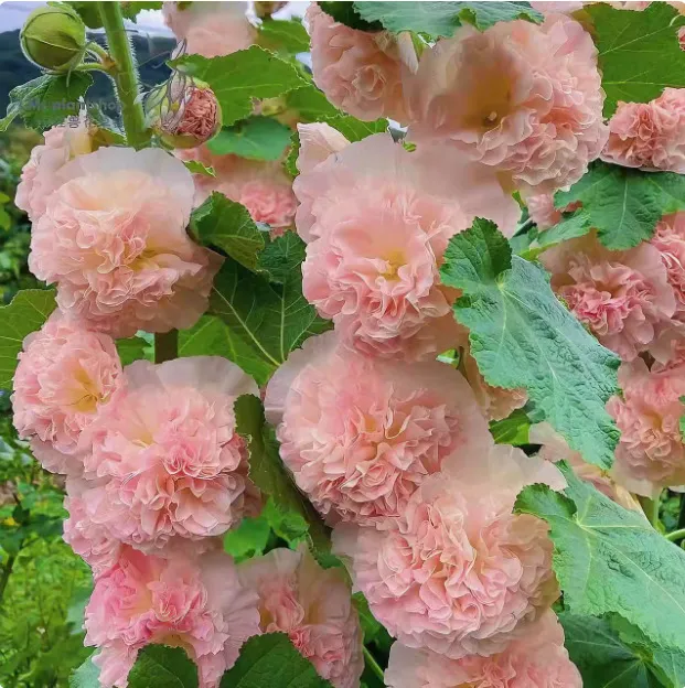🏆 ΠΩΛΗΘΗΚΑΝ ΠΑΝΩ ΑΠΟ 50.000 ΤΕΜ.! 🌺 Σπόροι Double Blush – φύτευση φθινοπώρου και χειμώνα, πολυετή λουλούδια και εκπληκτική κομψότητα στον κήπο 🍂