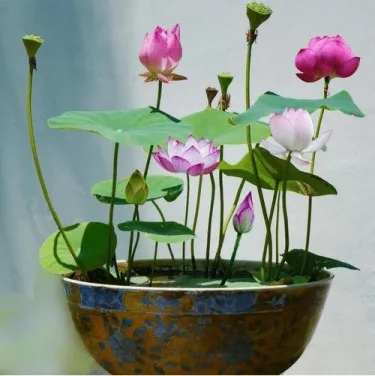 💐Свещената купа за бонсай - цвете на лотос