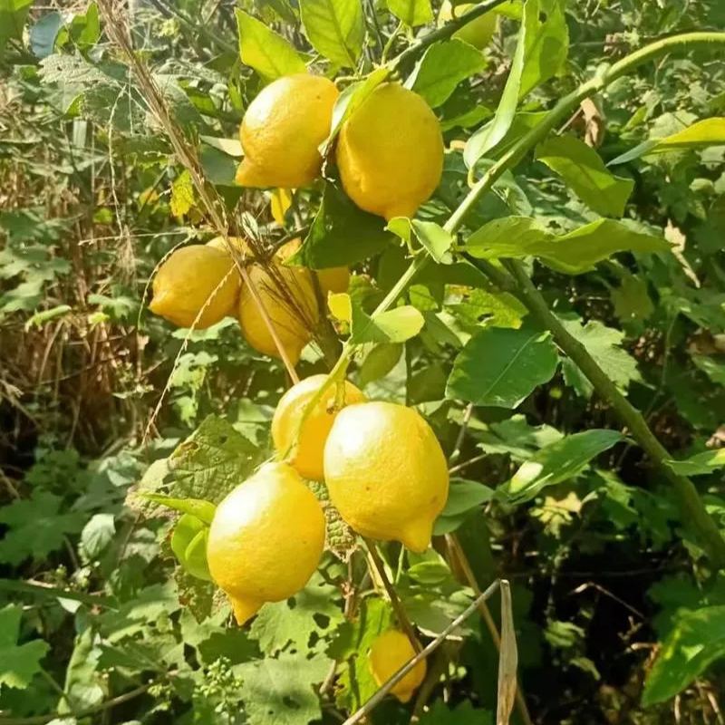 🌿 Μίνι Μπονσάι Λεμονιού 🍋 Από Σπόρους – Αρωματικό & Φανταστικό! ✨🌱