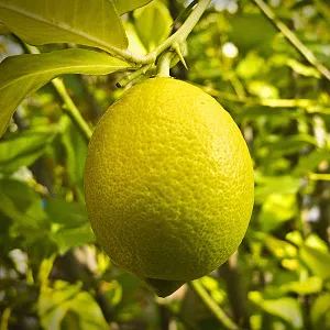 🌿 Μίνι Μπονσάι Λεμονιού 🍋 Από Σπόρους – Αρωματικό & Φανταστικό! ✨🌱