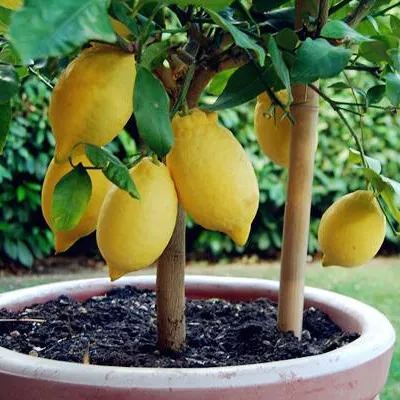🌿 Μίνι Μπονσάι Λεμονιού 🍋 Από Σπόρους – Αρωματικό & Φανταστικό! ✨🌱