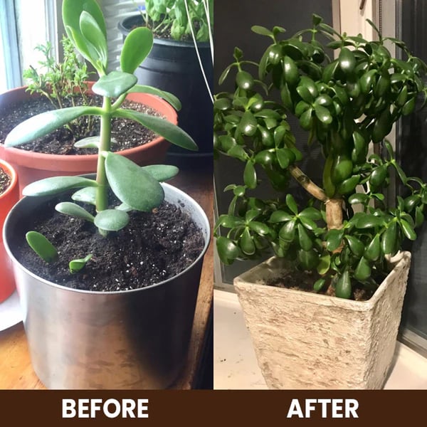 🏆 Limited Time Deal⭐75K+ SOLD🌳Soil Pro Activator