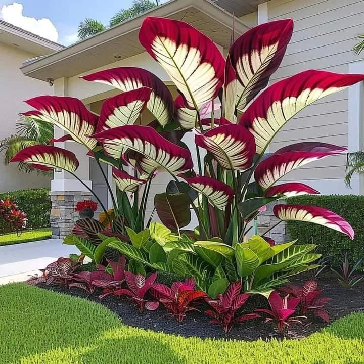 Fast-Growing Giant Alocasia Bulbs🍃The Ultimate Statement Plant for Home Decor ✨