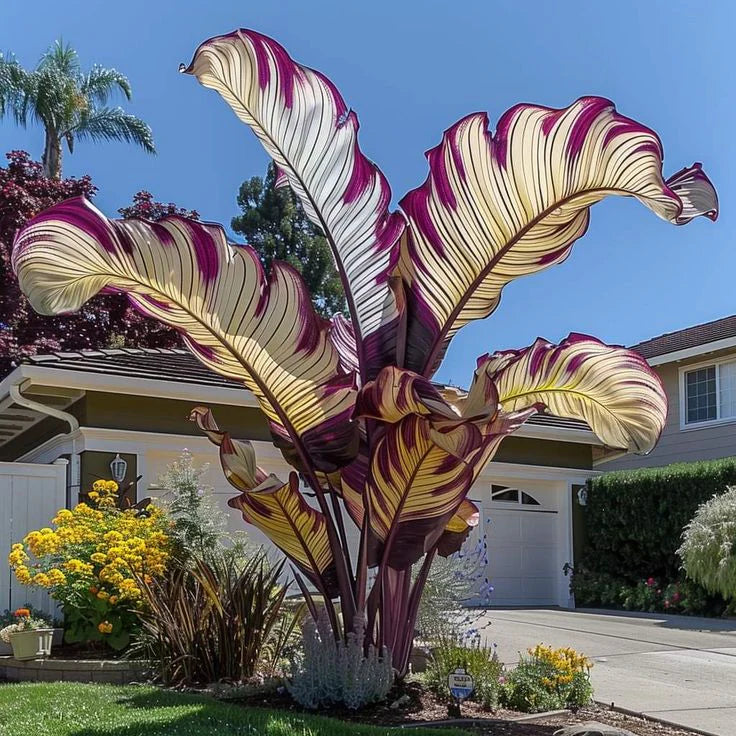 Fast-Growing Giant Alocasia Bulbs🍃The Ultimate Statement Plant for Home Decor ✨