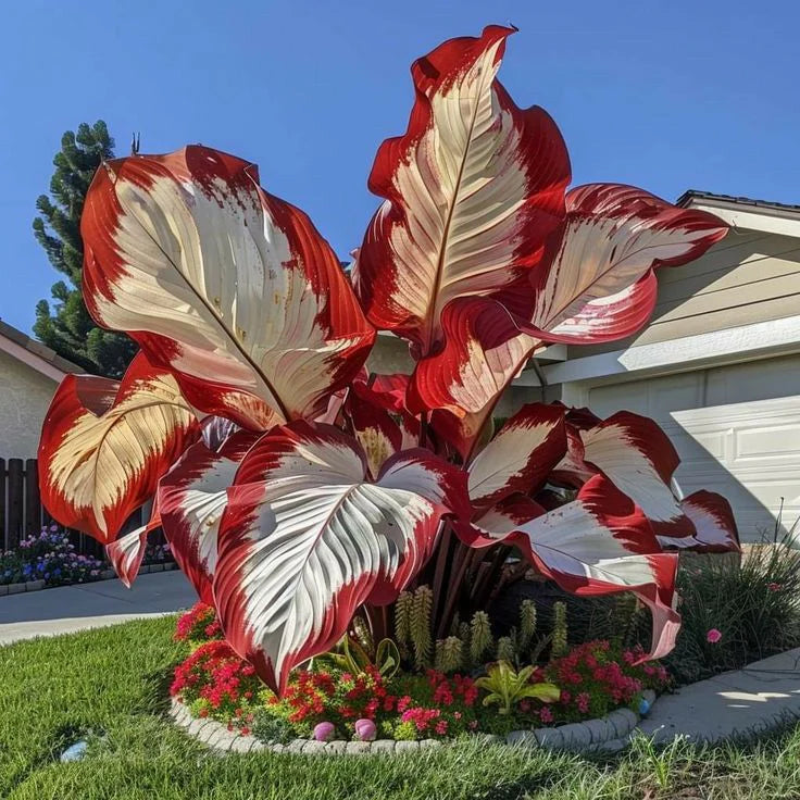 Fast-Growing Giant Alocasia Bulbs🍃The Ultimate Statement Plant for Home Decor ✨
