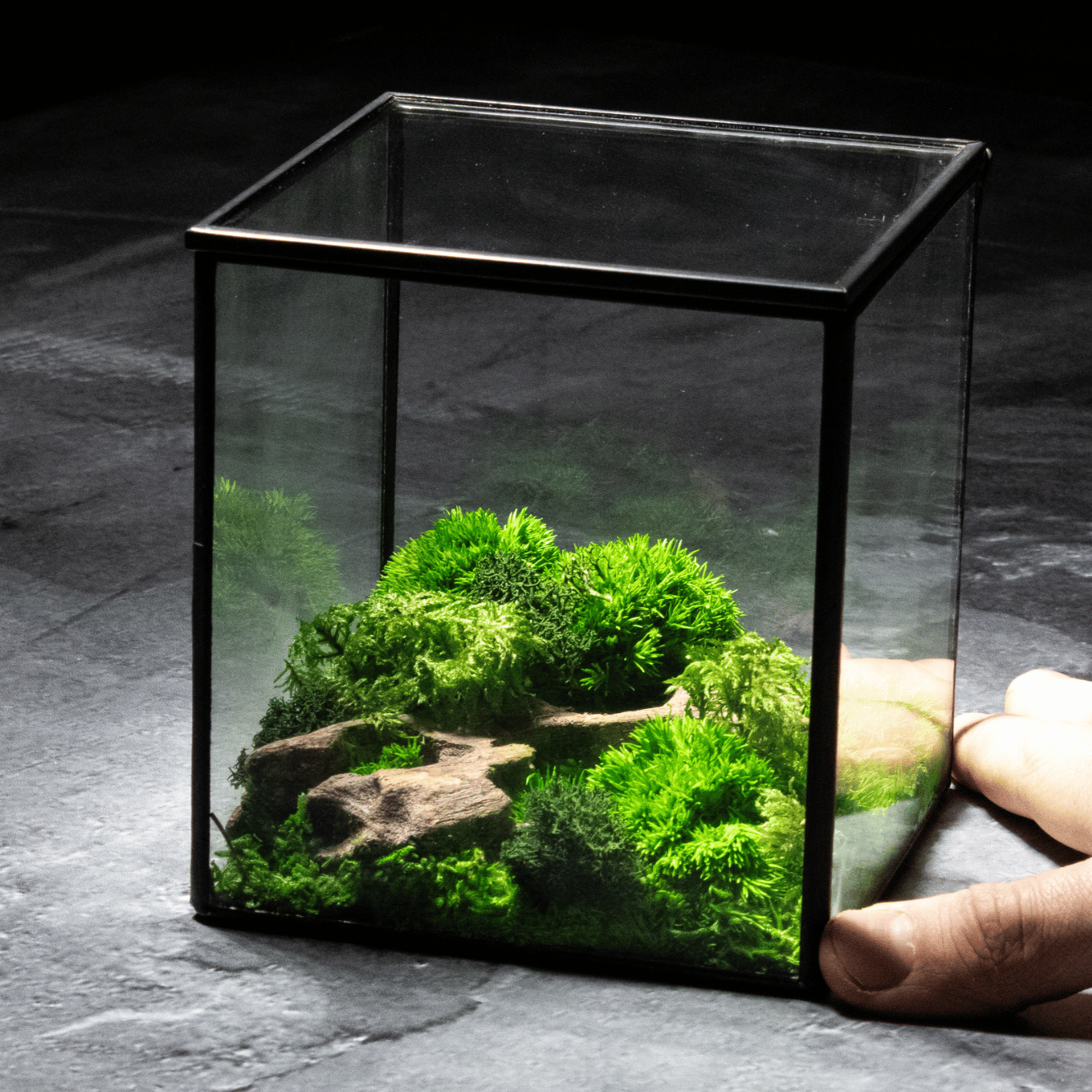 Mini Moss Cube