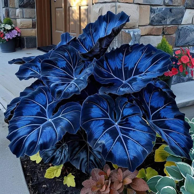 Fast-Growing Giant Alocasia Bulbs🍃The Ultimate Statement Plant for Home Decor ✨