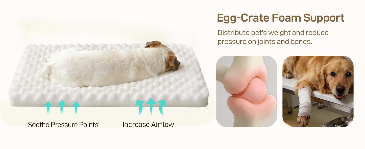 orthopedic dog bed