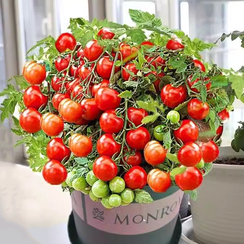 🍅 Zwergtomatensamen: Einfach anzubauen und süß im Ertrag