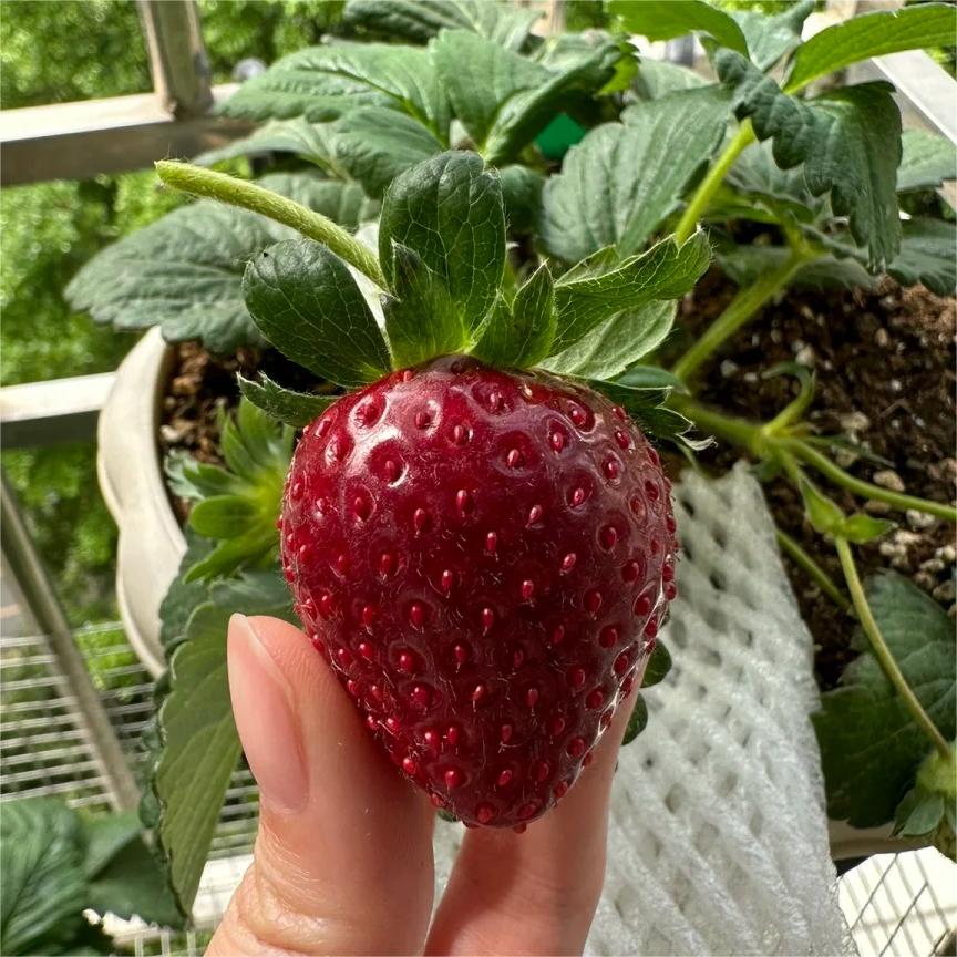 Black Pearl Strawberry Seeds