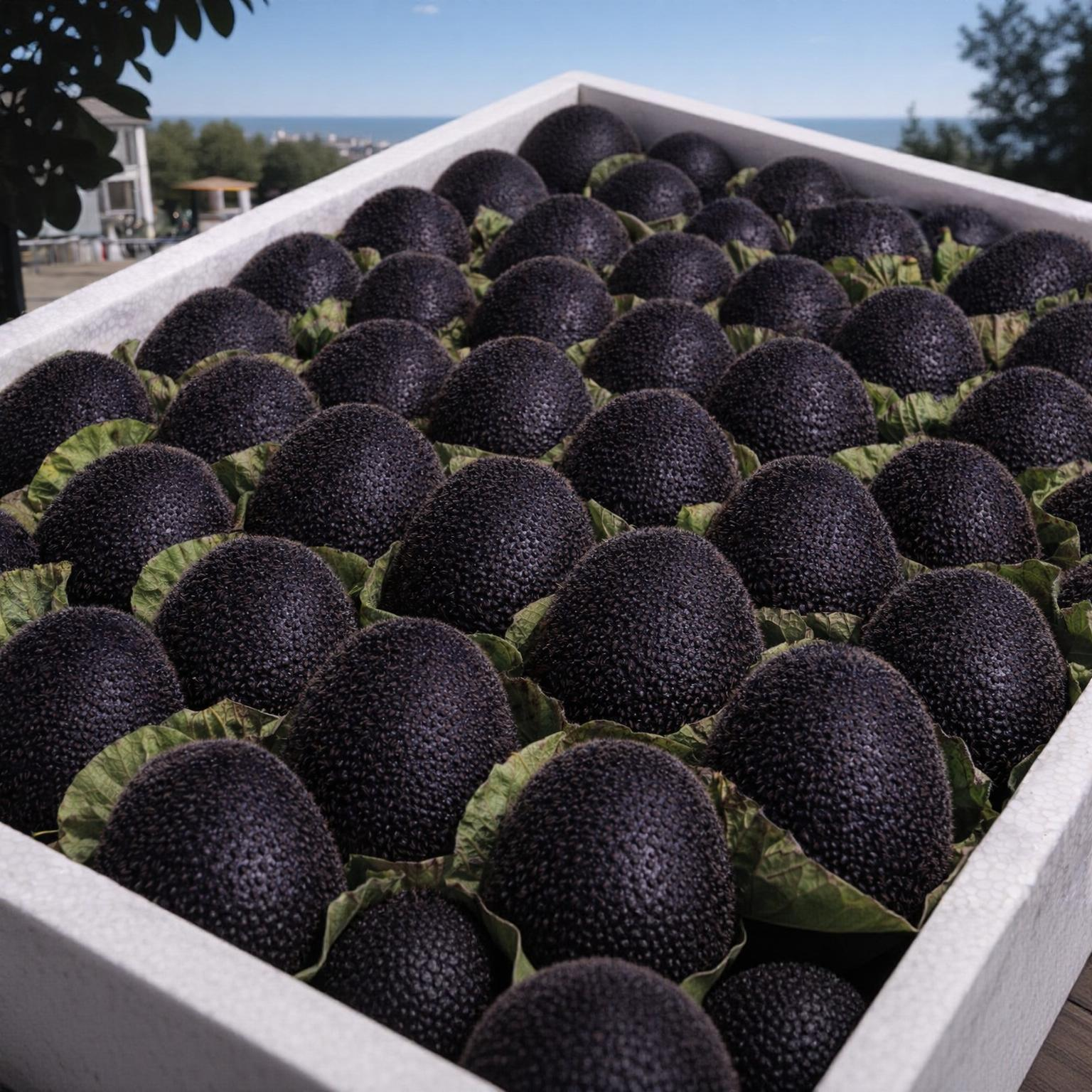 🥝Black Diamond Ruby Kiwi-Samen – Süß, nährstoffreich und einfach zu Hause anzubauen