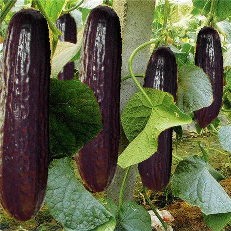 100 pcs Seeds Rare Black Cucumber
