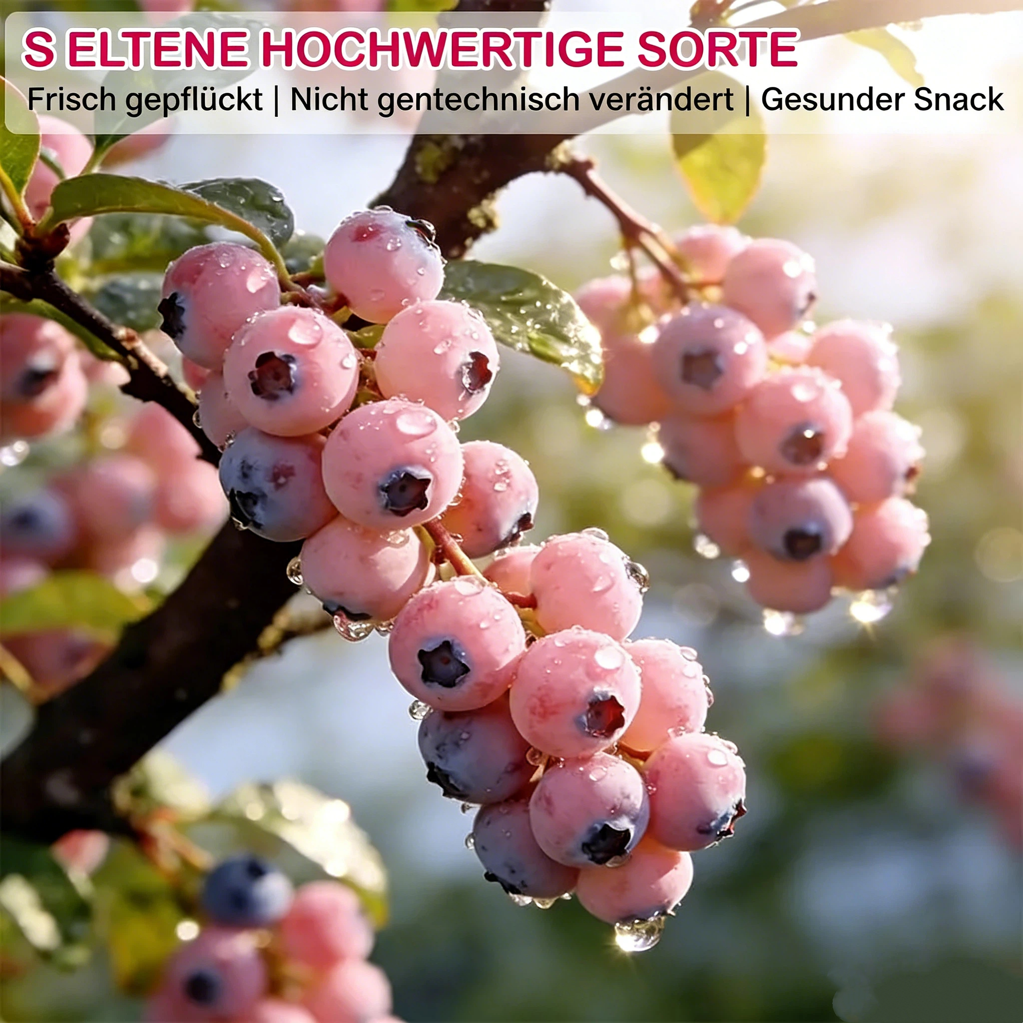 🔥Über 50.000 verkauft!💟Premium Pinke Heidelbeersamen – 😋Ein einzigartig köstlicher Geschmack
