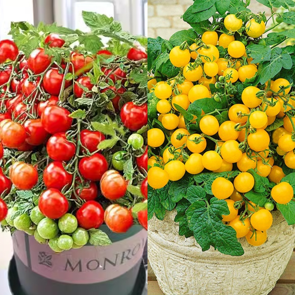 🍅 Zwergtomatensamen: Einfach anzubauen und süß im Ertrag