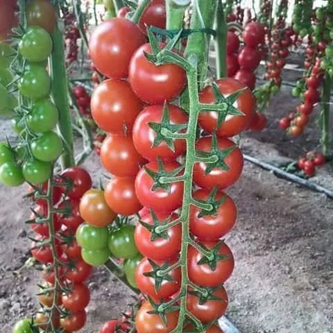 Giant Vine Tomato: A Cascading Waterfall of Flavor for Your Garden