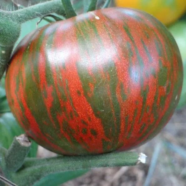 Rare Organic Vegetable Tomato Seeds "Black Zebra" (Lycopersicon esculentum Mill)