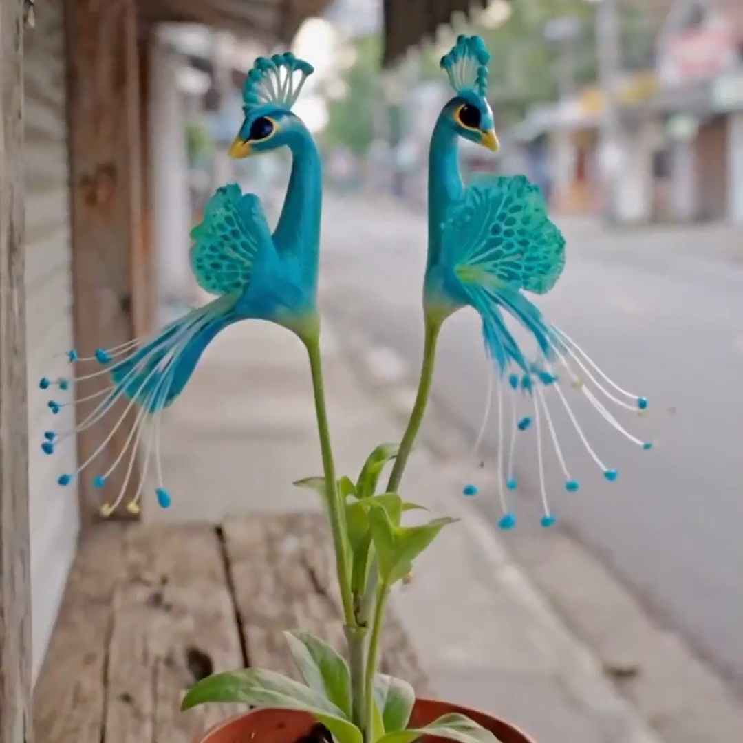 🔥 GRANDES VENTES - DERNIER JOUR ! 🌺 Graines de fleur de paon ✨ Faciles à cultiver