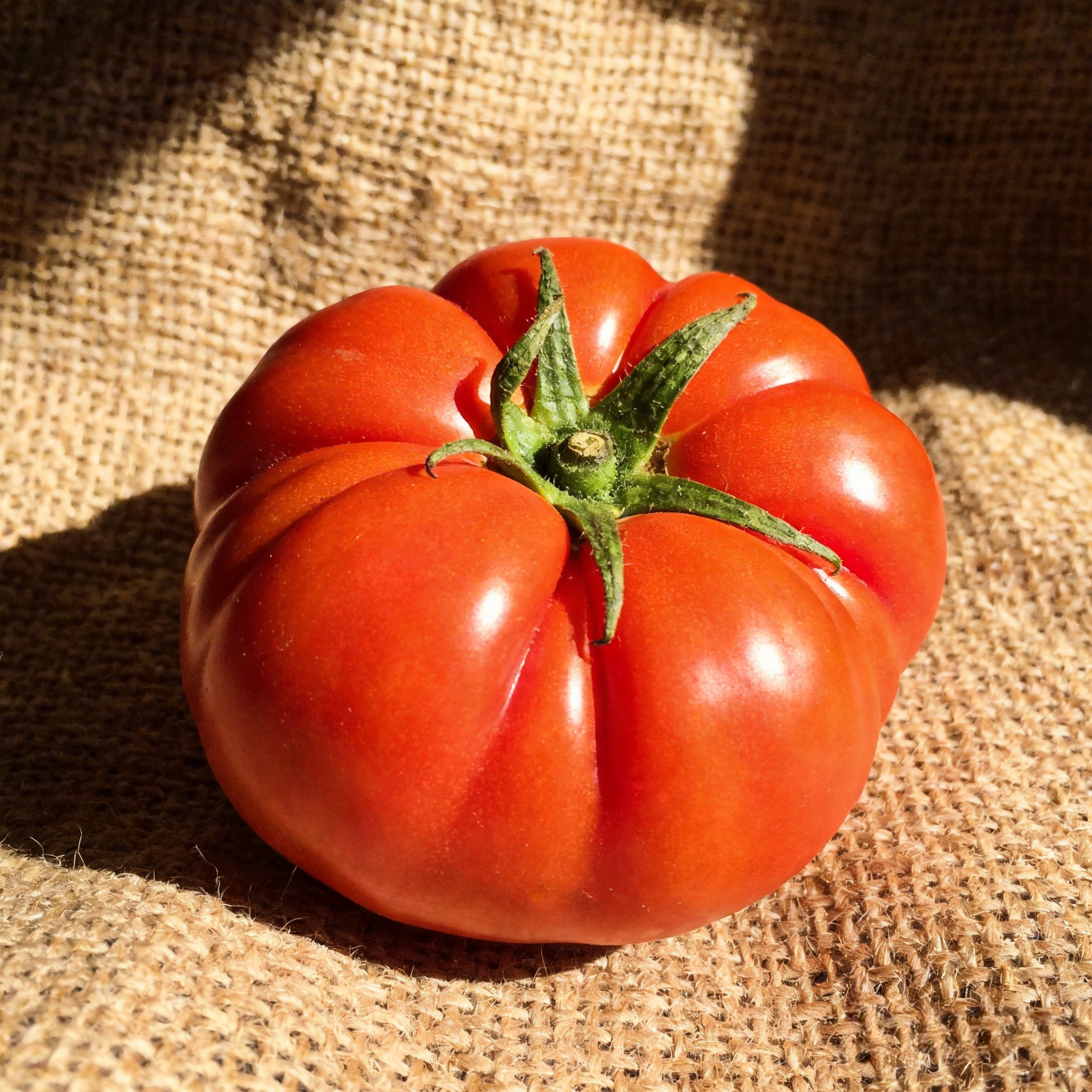 🍅 Die Gigante Farina – Züchte die größte Tomate deines Lebens!