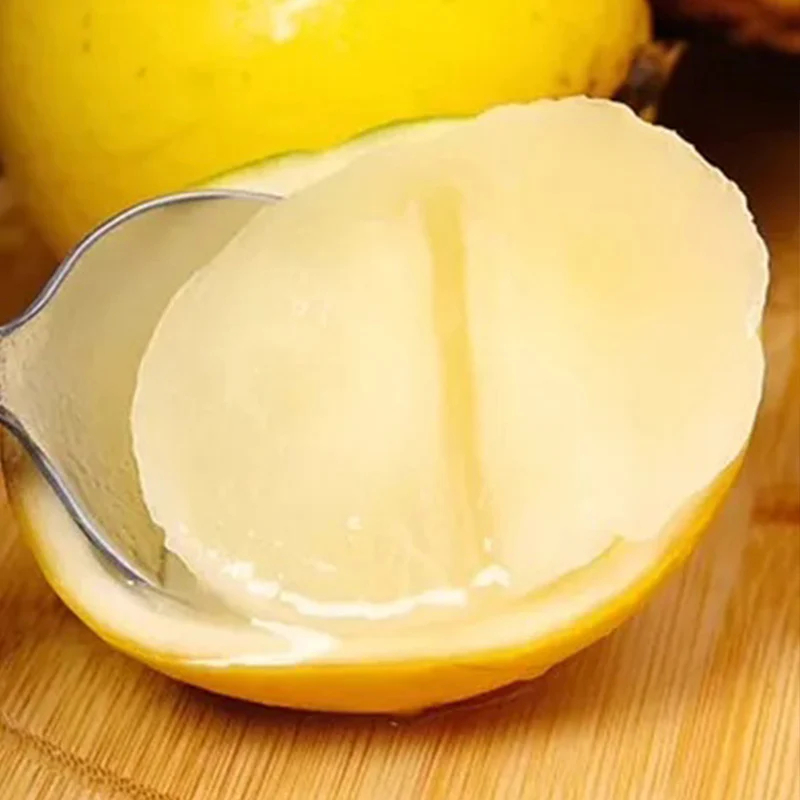 🍋Graines de Fruit d'Or (Abiou / Pouteria caimito)