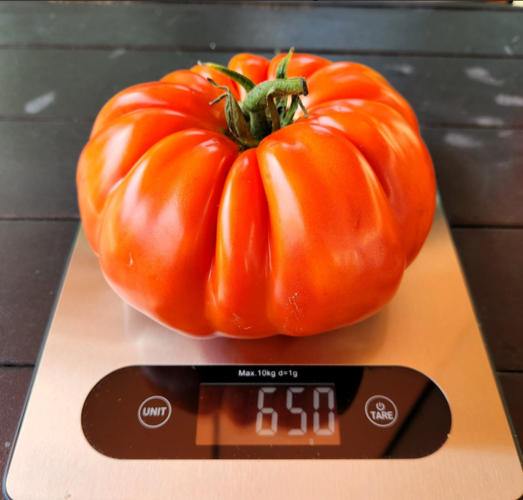 🍅 Die Gigante Farina – Züchte die größte Tomate deines Lebens!