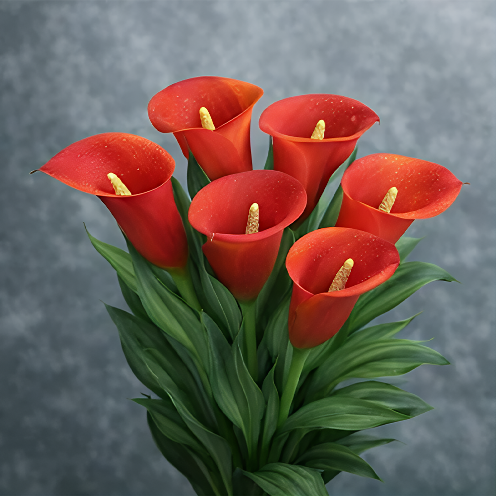 Mysterious Aurora Calla Lily