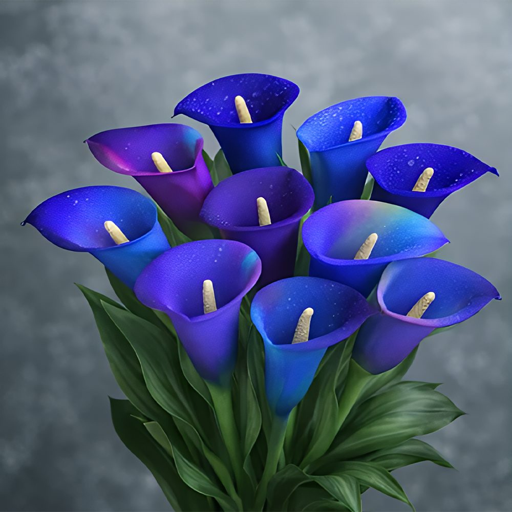 Mysterious Aurora Calla Lily