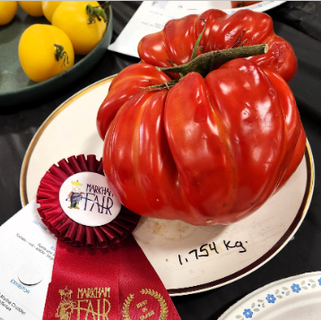 🍅 Die Gigante Farina – Züchte die größte Tomate deines Lebens!